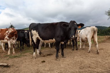 Tillamook County, Oregon, ABD - 7 Eylül 2019: Bulutlu bir yaz gününde Çiftlikteki İnekler Sürüsü.