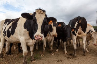 Tillamook County, Oregon, ABD - 7 Eylül 2019: Bulutlu bir yaz gününde Çiftlikteki İnekler Sürüsü.