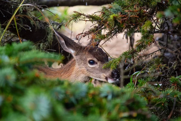 Les Petits Cerfs Dans Forêt Mangent Pendant Une Journée Pluvieuse — Photo