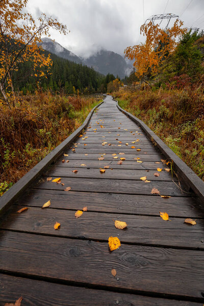 Pemberton, British Columbia, Canada. Beautiful view of a wooden path at One Mile Lake Park during Autumn Season.