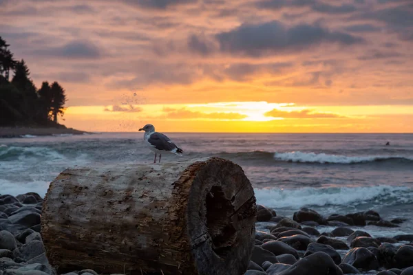 Seaside Oregon Coast United States America Seagull Sitting Driftwood Rocky — Stock Photo, Image