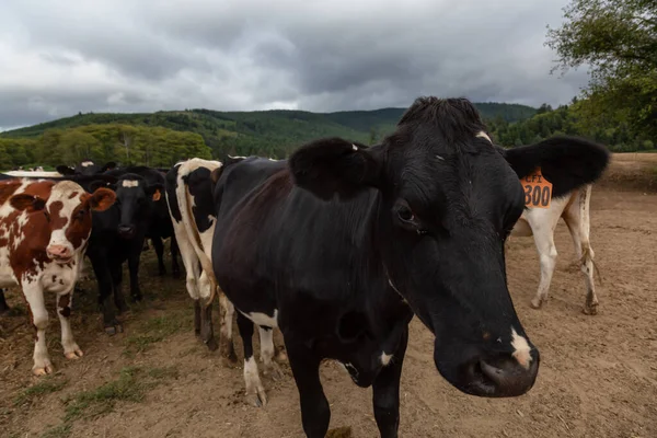 Condado Tillamook Oregon Estados Unidos Setembro 2019 Uma Manada Vacas — Fotografia de Stock
