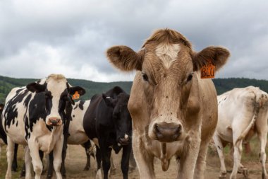 Tillamook County, Oregon, ABD - 7 Eylül 2019: Bulutlu bir yaz gününde Çiftlikteki İnekler Sürüsü.