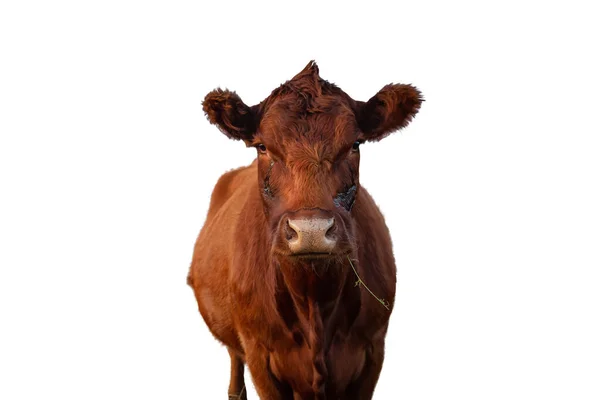 Koe Portret Geïsoleerd Witte Achtergrond — Stockfoto