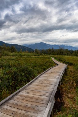 Yeşil renkli bitkiler ve yapraklarla dolu One Mile Gölü 'nde ahşap yürüyüş yolu. Fotoğraf Pemberton, British Columbia (Bc), Kanada 'da bulutlu bir yaz gününde çekilmiştir..