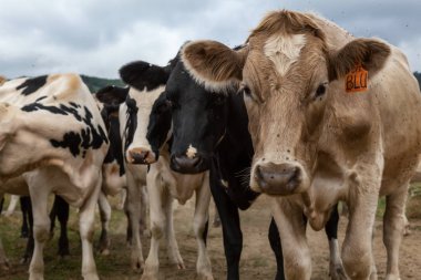 Tillamook County, Oregon, ABD - 7 Eylül 2019: Bulutlu bir yaz gününde Çiftlikteki İnekler Sürüsü.