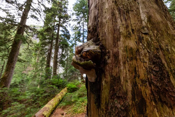 Árvore Fungo Crescendo Uma Floresta Tropical Durante Dia Verão Ensolarado — Fotografia de Stock