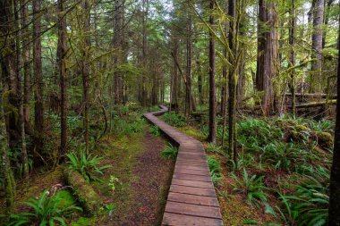 Islak ve yağmurlu bir günde vahşi bir ormanda ahşap bir yol. Tofino ve Ucluelet yakınlarında, Vancouver Adası, Bc, Kanada.