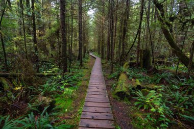 Islak ve yağmurlu bir günde vahşi bir ormanda ahşap bir yol. Tofino ve Ucluelet yakınlarında, Vancouver Adası, Bc, Kanada.