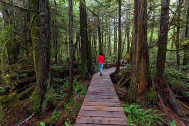 Woman wearing a red coat walking on a wooden path in a wild forest. Taken in Rainforest Trail, near Tofino and Ucluelet, Vancouver Island, BC, Canada. clipart