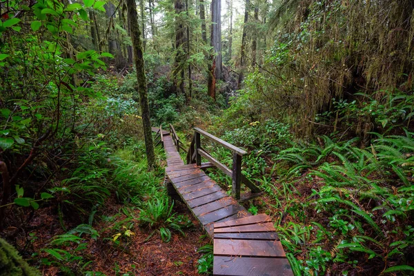 Wooden path in a wild forest during a wet and rainy day. Taken in Rainforest Trail, near Tofino and Ucluelet, Vancouver Island, BC, Canada.