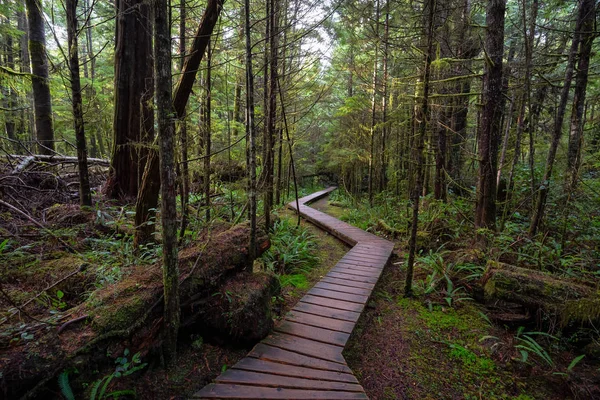 Caminho Madeira Uma Floresta Selvagem Durante Dia Chuvoso Molhado Tomado — Fotografia de Stock