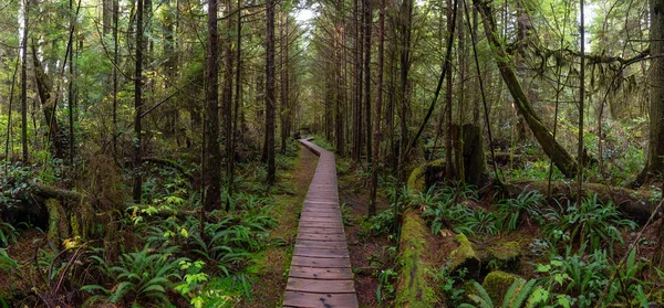 Sendero Madera Bosque Salvaje Durante Día Húmedo Lluvioso Tomado Rainforest — Foto de Stock