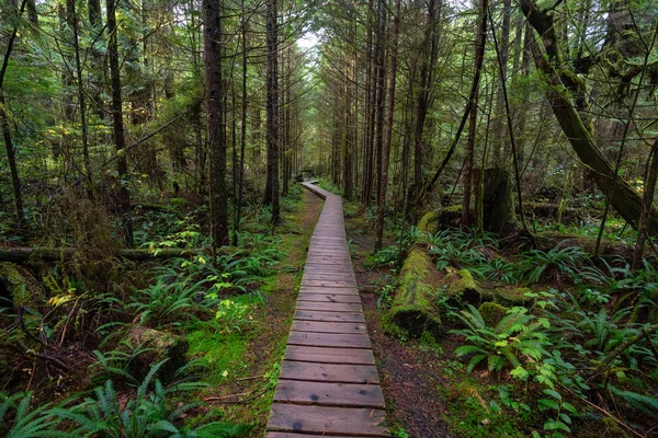 雨と雨の日の間に野生の森の中の木製の道 カナダのバンクーバー島トフィーノとウクレレの近くの熱帯雨林トレイルで撮影 — ストック写真