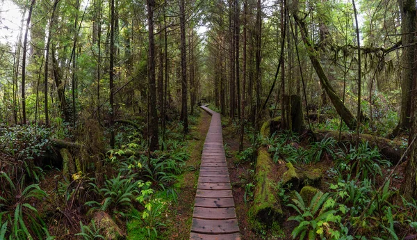 Caminho Madeira Uma Floresta Selvagem Durante Dia Chuvoso Molhado Tomado — Fotografia de Stock
