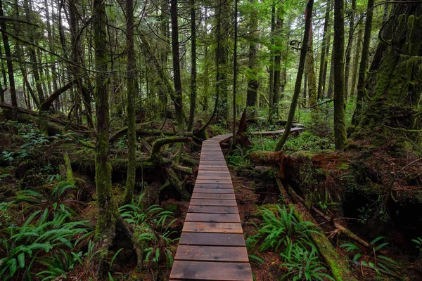 Caminho Madeira Uma Floresta Selvagem Durante Dia Chuvoso Molhado Tomado — Fotografia de Stock