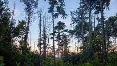 Canlı, renkli bir gündoğumu sırasında okyanus kıyısında güzel bir manzarası olan manzara ormanı. Wild Pacific Trail, Ucluelet, Vancouver Adası, Bc, Kanada.