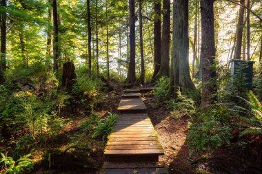 Kennedy Gölü 'ne uzanan renkli yeşil ağaçlarla ormandaki güzel ahşap yol. Tofino, Vancouver Adası, Bc, Kanada yakınlarında çekilmiş..