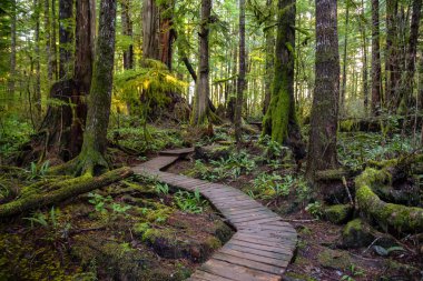 Kennedy Gölü 'ne uzanan renkli yeşil ağaçlarla ormandaki güzel ahşap yol. Tofino, Vancouver Adası, Bc, Kanada yakınlarında çekilmiş..