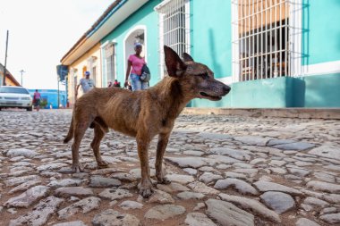 Trinidad, Küba Eski Şehir Sokaklarında yoksul, istenmeyen, evsiz köpek, güneşli bir gün boyunca.