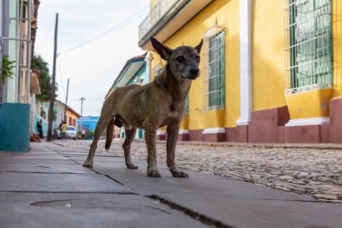 Trinidad, Küba Eski Şehir Sokaklarında yoksul, istenmeyen, evsiz köpek, güneşli bir gün boyunca.
