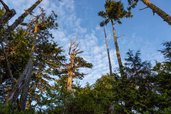 Forêt Pittoresque Avec Une Belle Vue Sur Côte Océan Lors — Photo