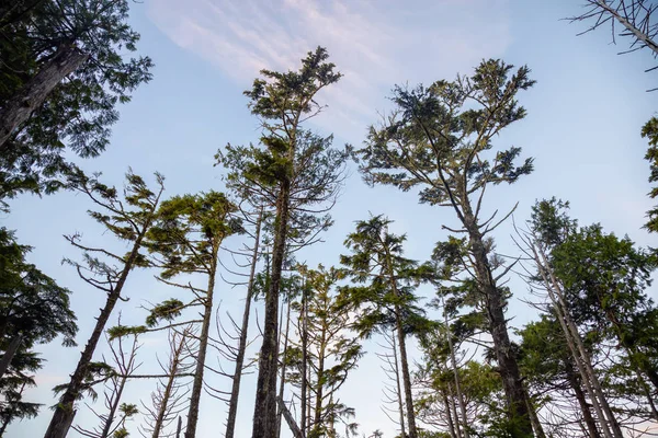 Scenic Bos Met Een Prachtig Uitzicht Ocean Coast Tijdens Een — Stockfoto