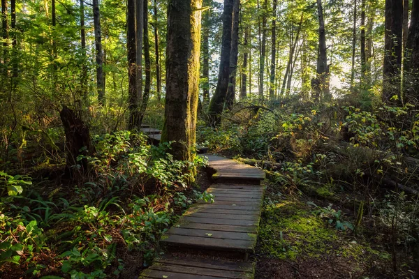 Beautiful Wooden Path Woods Colorful Green Trees Leading Kennedy Lake — ストック写真
