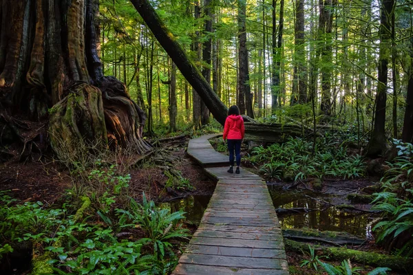 Przygodowa Dziewczyna Spacerująca Pięknej Drewnianej Ścieżce Lesie Kolorowymi Zielonymi Drzewami — Zdjęcie stockowe