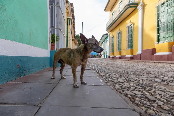 Pobre Indesejado Cão Sem Teto Nas Ruas Cidade Velha Trinidad — Fotografia de Stock