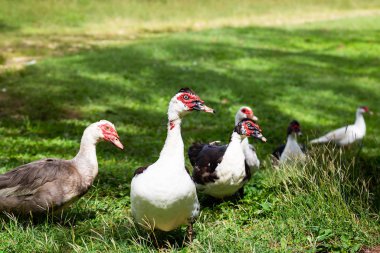 Güneşli bir günde çiftlikte bir grup ördek. Saint John, Barbados 'ta çekildi..