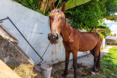 Parlak güneşli bir günde, küçük bir Küba kasabasının sokaklarında at yiyerek. Trinidad, Küba 'da çekildi.