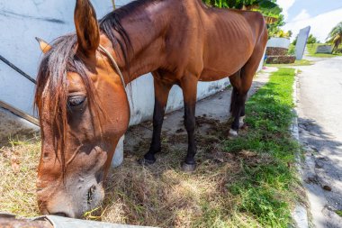 Parlak güneşli bir günde, küçük bir Küba kasabasının sokaklarında at yiyerek. Trinidad, Küba 'da çekildi.