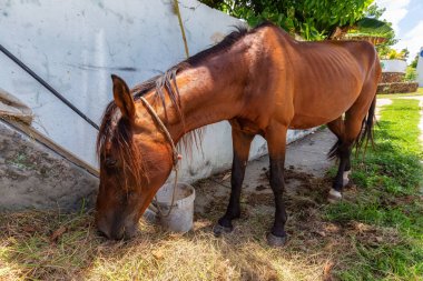 Parlak güneşli bir günde, küçük bir Küba kasabasının sokaklarında at yiyerek. Trinidad, Küba 'da çekildi.