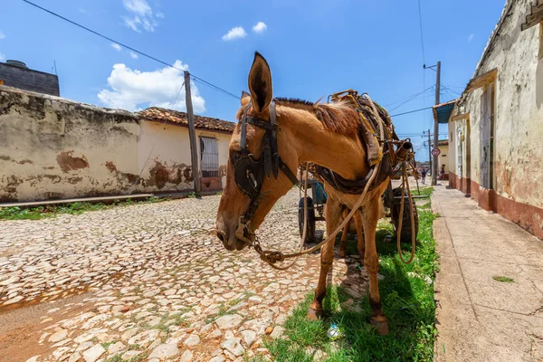 Parlak Güneşli Bir Günde Küçük Bir Küba Kasabasının Sokaklarında Trinidad — Stok fotoğraf