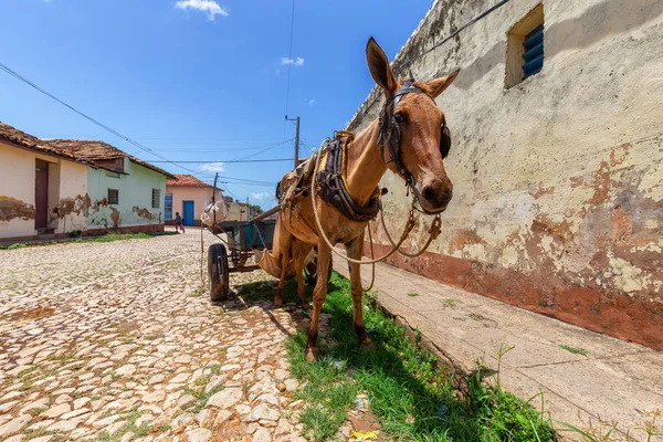 Trynidad Kuba Czerwca 2019 Horse Carriage Ulicach Małego Kubańskiego Miasta — Zdjęcie stockowe