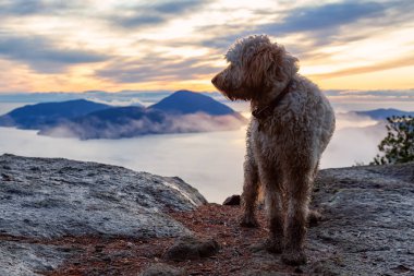 Dağlarda Köpek Yürüyüşü