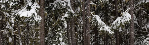 Panoramatický pohled na stromy pokryté sněhem v lese — Stock fotografie