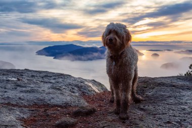 Dağlarda Köpek Yürüyüşü