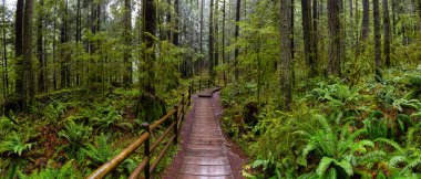 Lynn Canyon Parkı, Kuzey Vancouver, British Columbia, Kanada