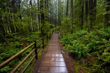 Lynn Canyon Parkı, Kuzey Vancouver, British Columbia, Kanada