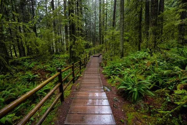 Lynn Canyon Park, North Vancouver, British Columbia, Canadá — Fotografia de Stock