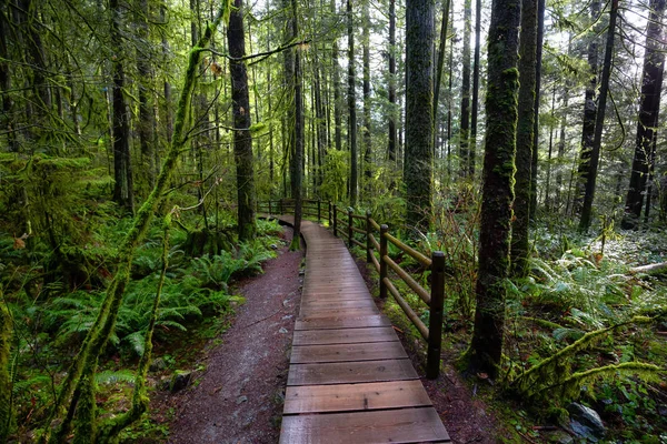 Lynn Canyon Park, North Vancouver, Columbia Británica, Canadá — Foto de Stock