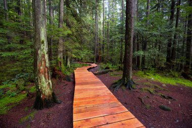 Lynn Canyon Parkı, Kuzey Vancouver, British Columbia, Kanada