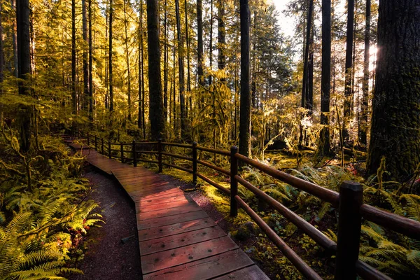 Linn Canyon Park, North Vancouver, British Columbia, Canada — ストック写真