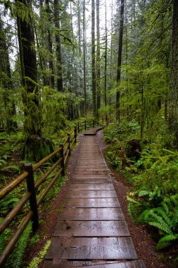 Lynn Canyon Parkı, Kuzey Vancouver, British Columbia, Kanada