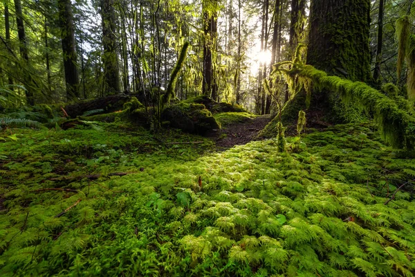 Lynn Canyon Park, North Vancouver, British Columbia, Canada — стокове фото