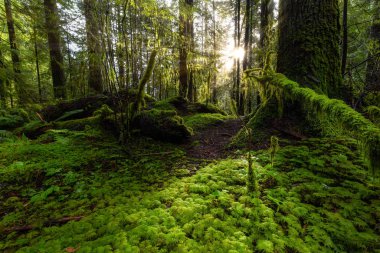 Lynn Canyon Parkı, Kuzey Vancouver, British Columbia, Kanada