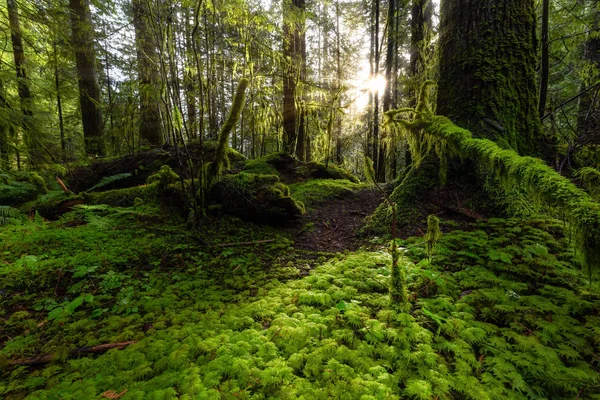 Lynn Canyon Park, Észak-Vancouver, Brit Columbia, Kanada — Stock Fotó