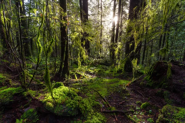 Lynn Canyon Park, North Vancouver, British Columbia, Canadá — Fotografia de Stock